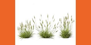 Attēlu rezultāti vaicājumam “Anthoxanthum odoratum”