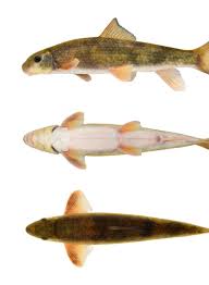 Image result for Moxostoma duquesnei