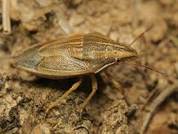 Attēlu rezultāti vaicājumam “Aelia acuminata”