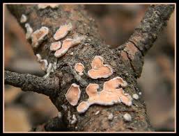 Attēlu rezultāti vaicājumam “Aleurodiscus amorphus”