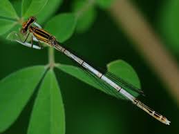 Attēlu rezultāti vaicājumam “Platycnemis pennipes female”