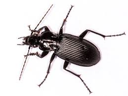 Attēlu rezultāti vaicājumam “Pterostichus niger”