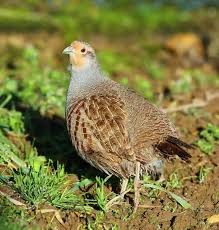Attēlu rezultāti vaicājumam “Perdix perdix adult”