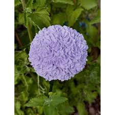 Image result for Zierlauch