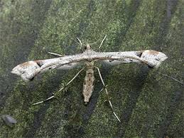 Attēlu rezultāti vaicājumam “Platyptilia gonodactyla”