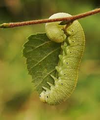 Attēlu rezultāti vaicājumam “Cimbex femoratus”