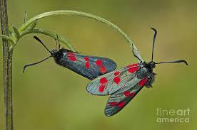Attēlu rezultāti vaicājumam “Zygaenidae”