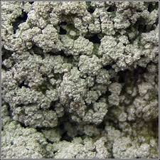 Attēlu rezultāti vaicājumam “Pertusaria albescens”