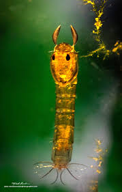 Attēlu rezultāti vaicājumam “Closterotomus biclavatus imago”