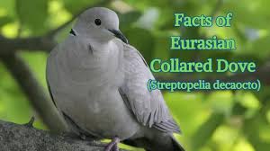 Attēlu rezultāti vaicājumam “Streptopelia decaocto adult”