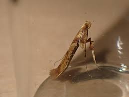 Attēlu rezultāti vaicājumam “Caloptilia hemidactylella”