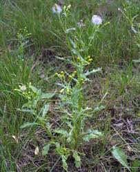 Attēlu rezultāti vaicājumam “Senecio vulgaris”