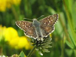 Attēlu rezultāti vaicājumam “Pyrgus alveus”