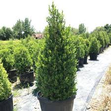 Attēlu rezultāti vaicājumam “Buxus sempervirens”