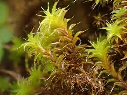 Attēlu rezultāti vaicājumam “Syntrichia ruralis var. ruraliformis”