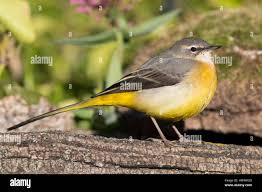 Attēlu rezultāti vaicājumam “Motacilla cinerea”