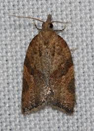 Attēlu rezultāti vaicājumam “Pandemis”