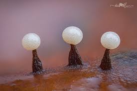 Attēlu rezultāti vaicājumam “Cribraria argillacea macro”