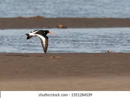 Attēlu rezultāti vaicājumam “Haematopus ostralegus adult”