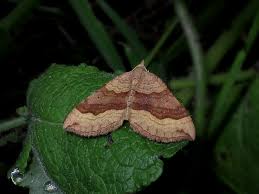 Attēlu rezultāti vaicājumam “Scotopteryx chenopodiata”