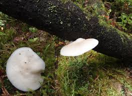 Attēlu rezultāti vaicājumam “Tyromyces chioneus”