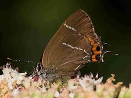 Attēlu rezultāti vaicājumam “Satyrium w-album underside”