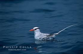 Image result for Phaethon aethereus