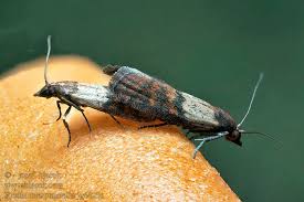 Attēlu rezultāti vaicājumam “Plodia interpunctella”