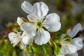 Attēlu rezultāti vaicājumam “Cerasus”