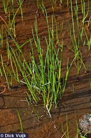 Attēlu rezultāti vaicājumam “Juncus alpinoarticulatus”