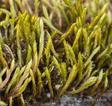 Attēlu rezultāti vaicājumam “Leucodon sciuroides”