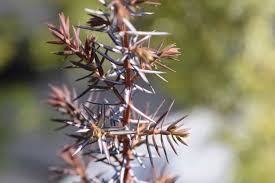 Attēlu rezultāti vaicājumam “Juniperus communis”
