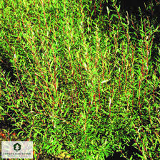 Attēlu rezultāti vaicājumam “Salix purpurea”