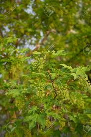 Attēlu rezultāti vaicājumam “Acer pseudoplatanus flower”