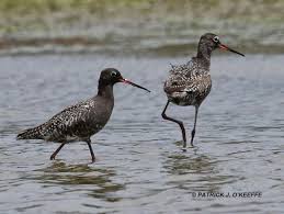 Image result for Tringa erythropus