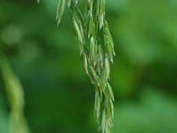 Attēlu rezultāti vaicājumam “Cinna latifolia”