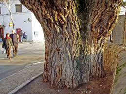 Attēlu rezultāti vaicājumam “Ulmus minor”