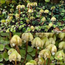 Attēlu rezultāti vaicājumam “Conocephalum salebrosum sporophyte”