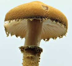 Attēlu rezultāti vaicājumam “Cystoderma amianthinum”