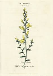 Image result for Genista tinctoria