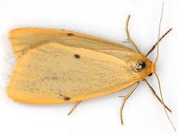 Attēlu rezultāti vaicājumam “Cybosia mesomella”