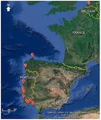 Image result for Cynoscion regalis