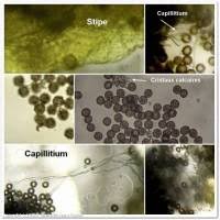 Attēlu rezultāti vaicājumam “Didymium tussilaginis spores”
