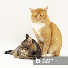 Attēlu rezultāti vaicājumam “Felis silvestris catus”