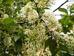 Attēlu rezultāti vaicājumam “Padus avium leaf”