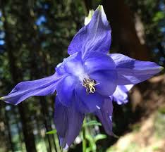 Image result for Aquilegia vulgaris