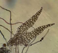 Attēlu rezultāti vaicājumam “Geocalyx graveolens”