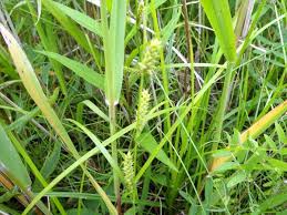 Attēlu rezultāti vaicājumam “Carex vesicaria”