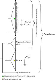Attēlu rezultāti vaicājumam “Funaria hygrometrica sporophyte”