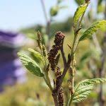 Attēlu rezultāti vaicājumam “Alnus incana female flower”